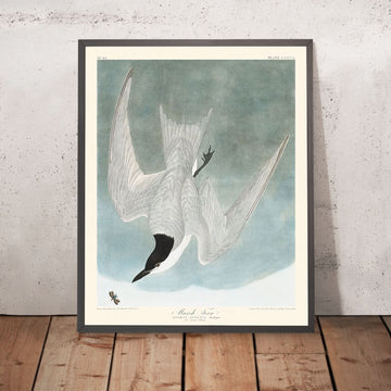 Marsh Tern di John James Audubon, 1827 