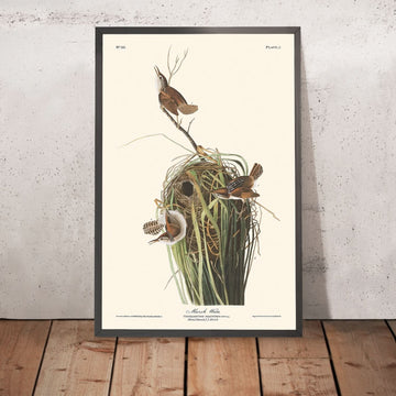 Marsh Wren di John James Audubon, 1827 