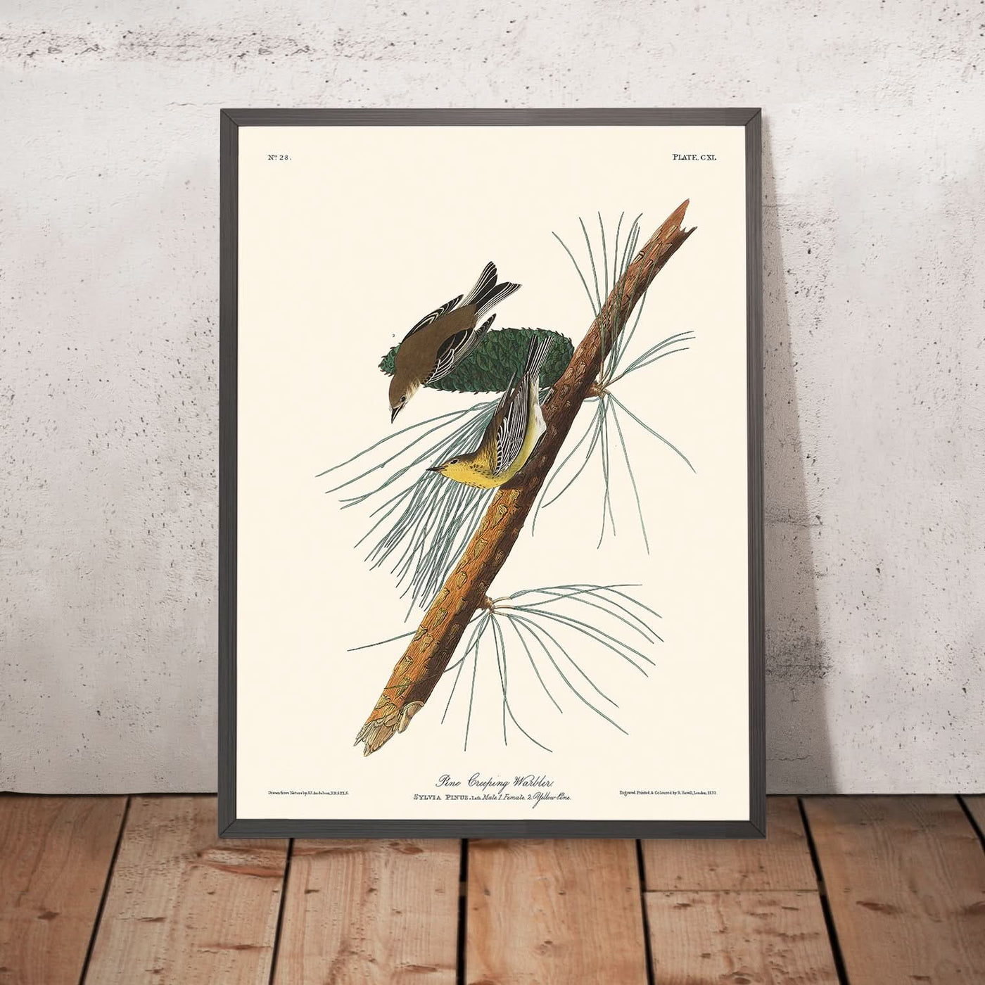 Fauvette rampante des pins par John James Audubon, 1827