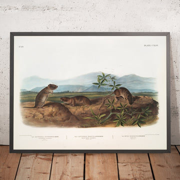 A framed image of 