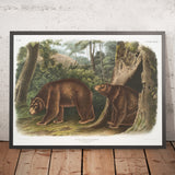 Cinnamon Bear (Ursus Americanus, var. Cinnamonum) by John Woodhouse Audubon, 1845