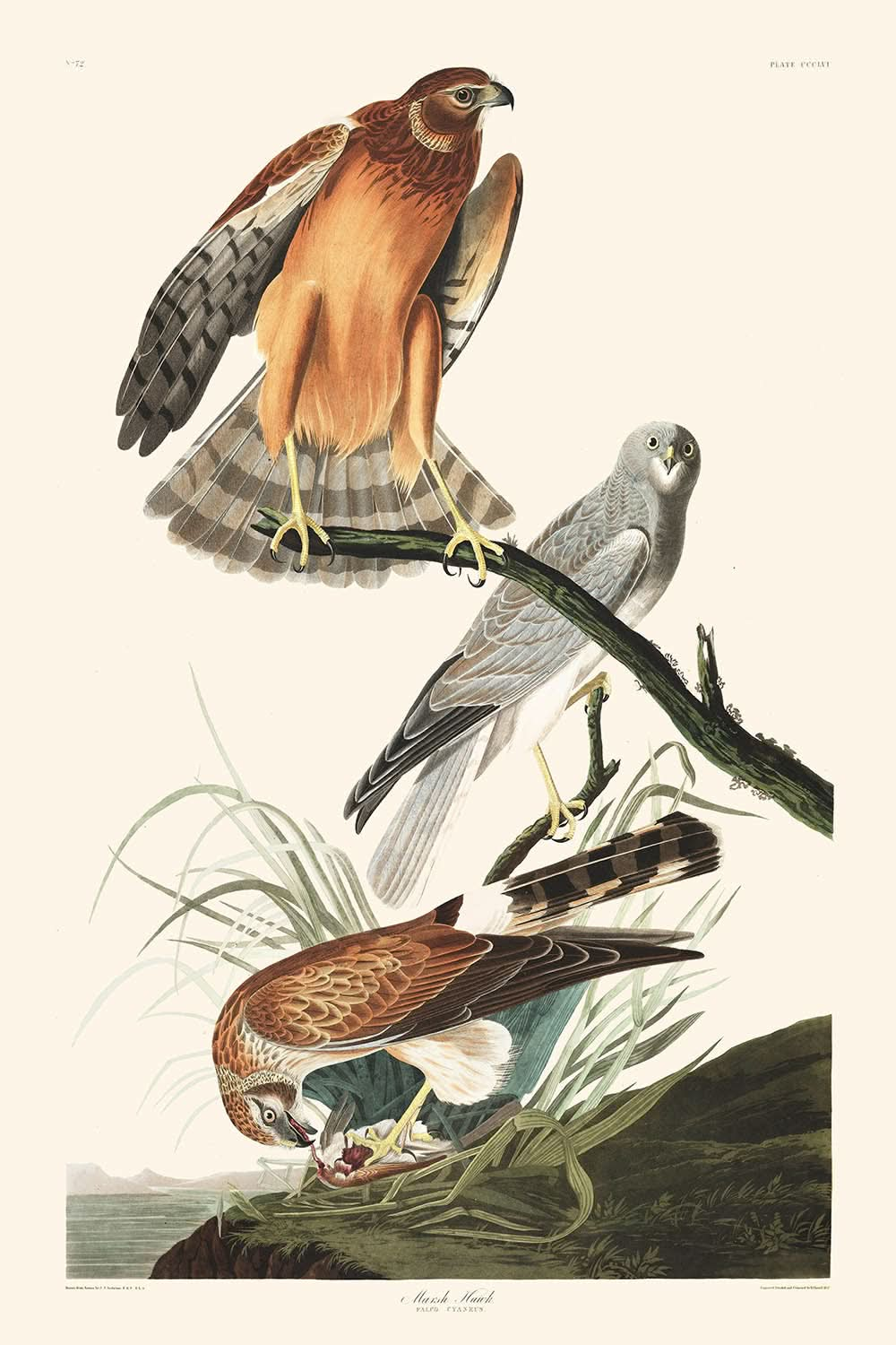 Marsh Hawk von John James Audubon, 1827 