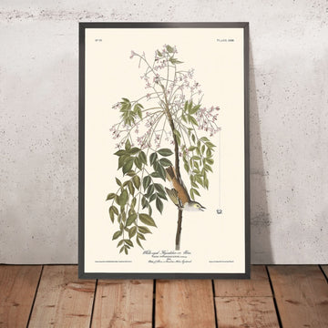 Fischietto dagli occhi bianchi, o Vireo di John James Audubon, 1827 