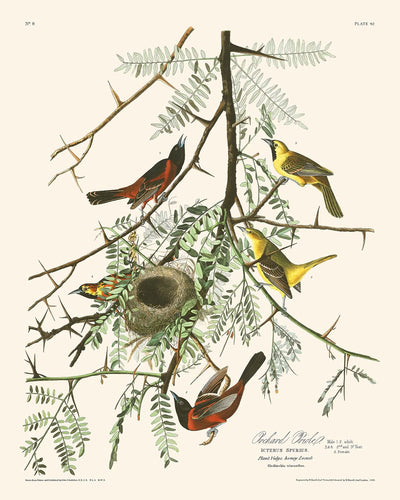 Oropéndola de huerto, de John James Audubon, 1827