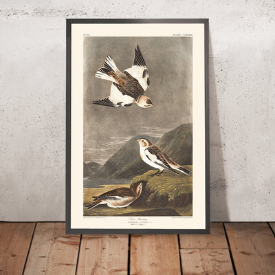 A framed image of Snow Bunting by John James Audubon, 1827