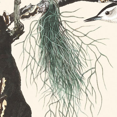 White-breasted Black-capped Nuthatch by John James Audubon, 1827