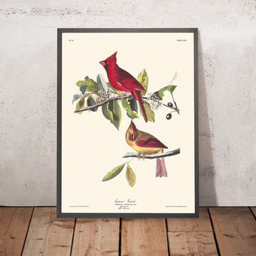 Cardinale Grosbeak di John James Audubon, 1827 