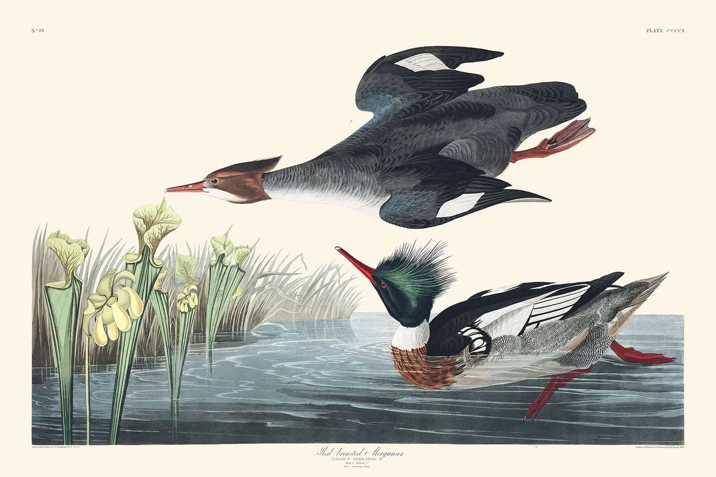 Merganser pechirrojo, de John James Audubon, 1827