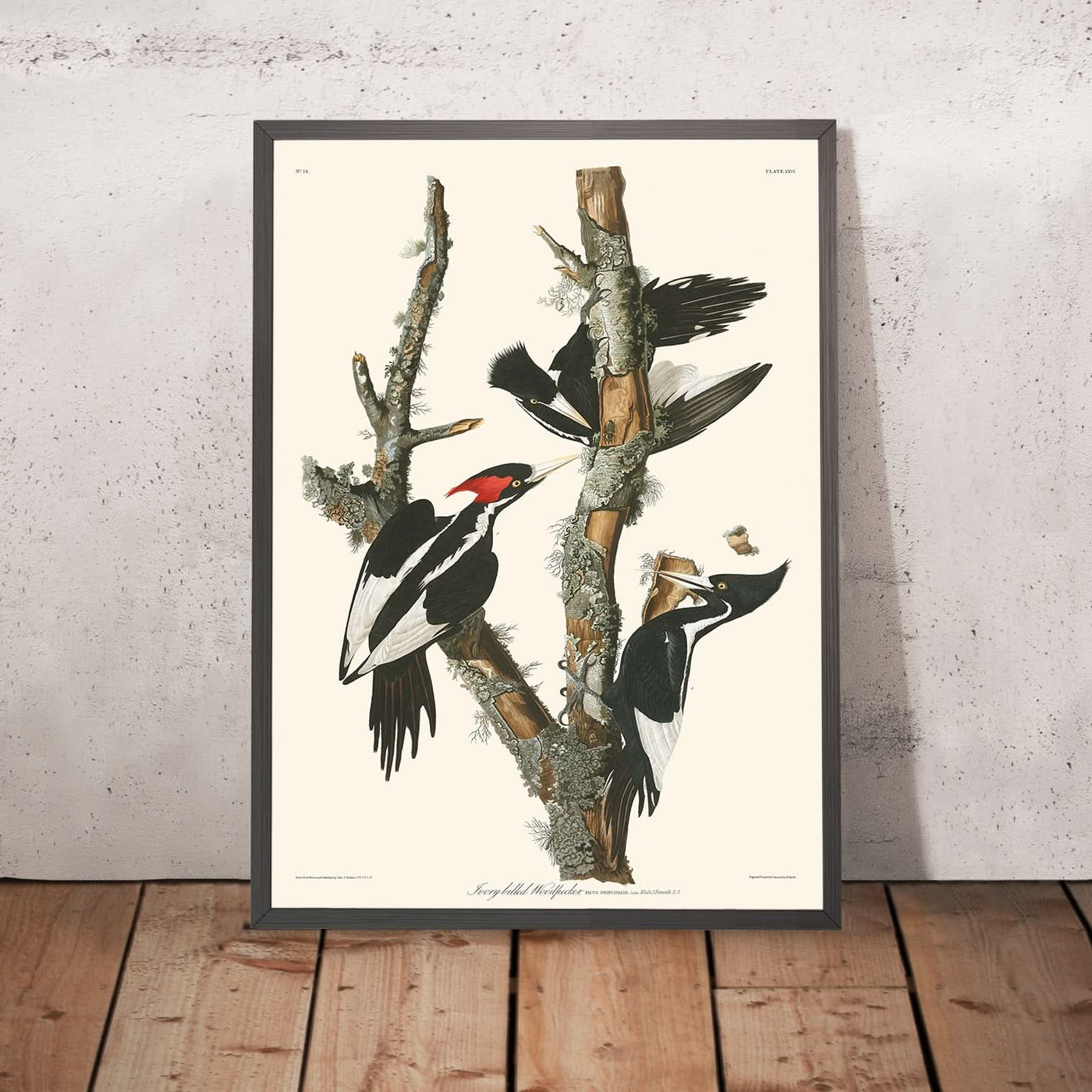 Ivory-billed Woodpecker by John James Audubon, 1827