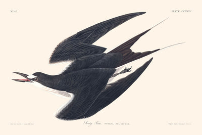 Sooty Tern by John James Audubon, 1827