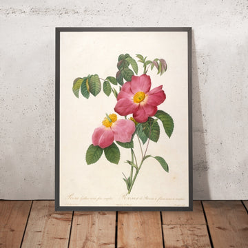 A framed image of French Rose (Rosa gallica) by Pierre Joseph Redouté, 1817