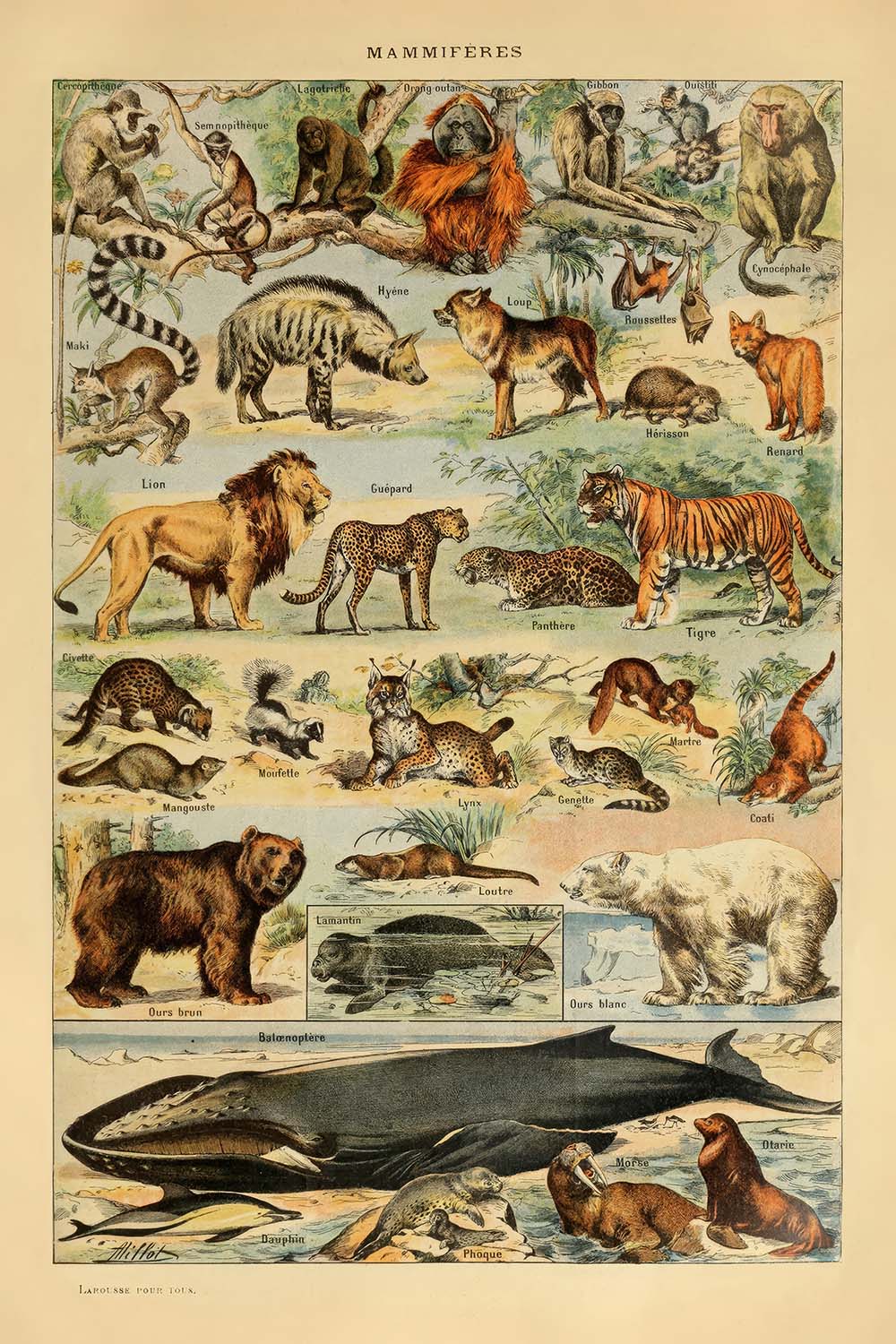 Mammifères (2) par Adolphe Millot, 1890 - Chats, Chiens, Singes, Baleines 