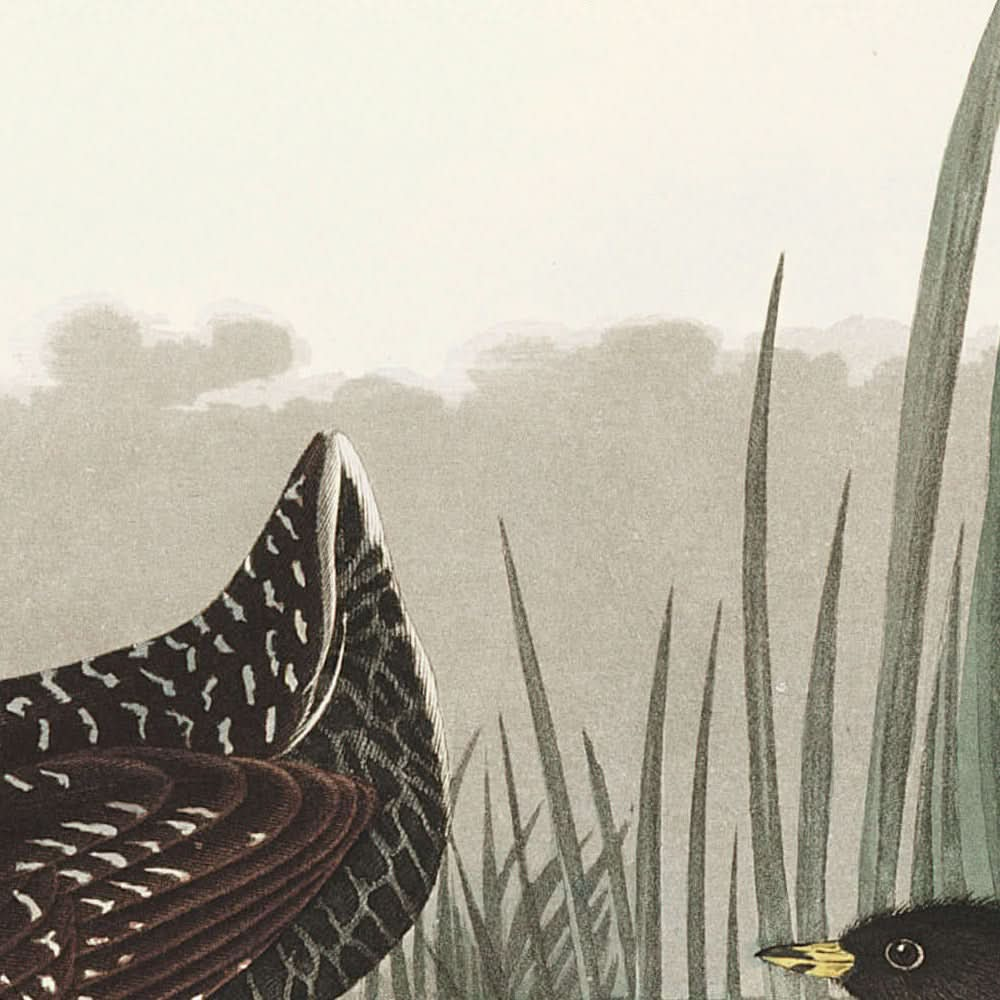 Gallina de agua menor, de John James Audubon, 1827