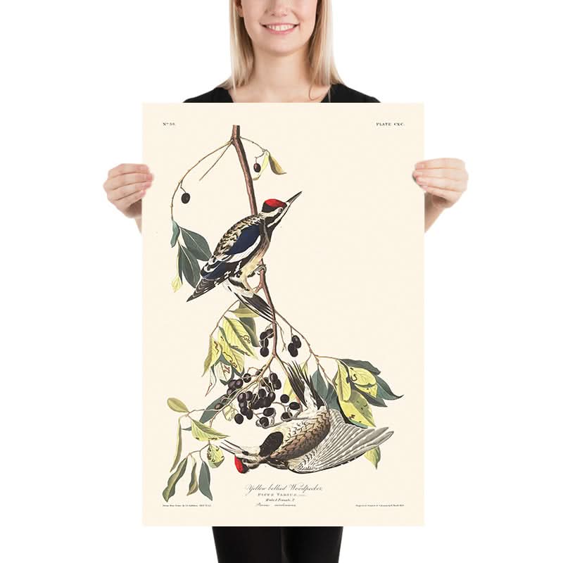 Gelb-bäuchiger Specht von John James Audubon, 1827 