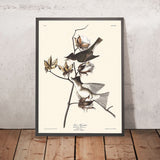 Pewit Flycatcher by John James Audubon, 1827