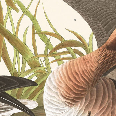 White-fronted Goose by John James Audubon, 1827