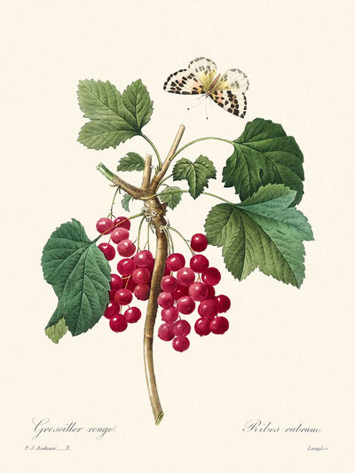 Grosella roja de Pierre-Joseph Redouté, 1827