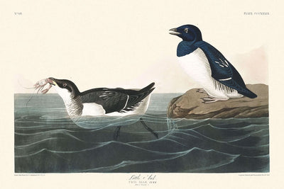 Alca chico, de John James Audubon, 1827