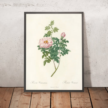 A framed image of Rosa Ventenatiana by Pierre Joseph Redouté, 1817