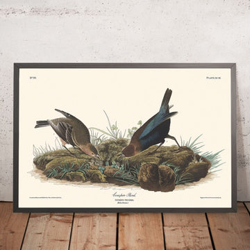 Pájaro de corral por John James Audubon, 1827 