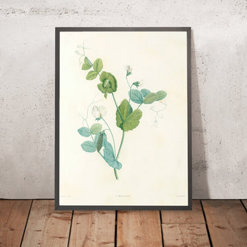 A framed image of Garden Pea (Pisum sativum, Plate 14) by Pierre Joseph Redouté, 1805