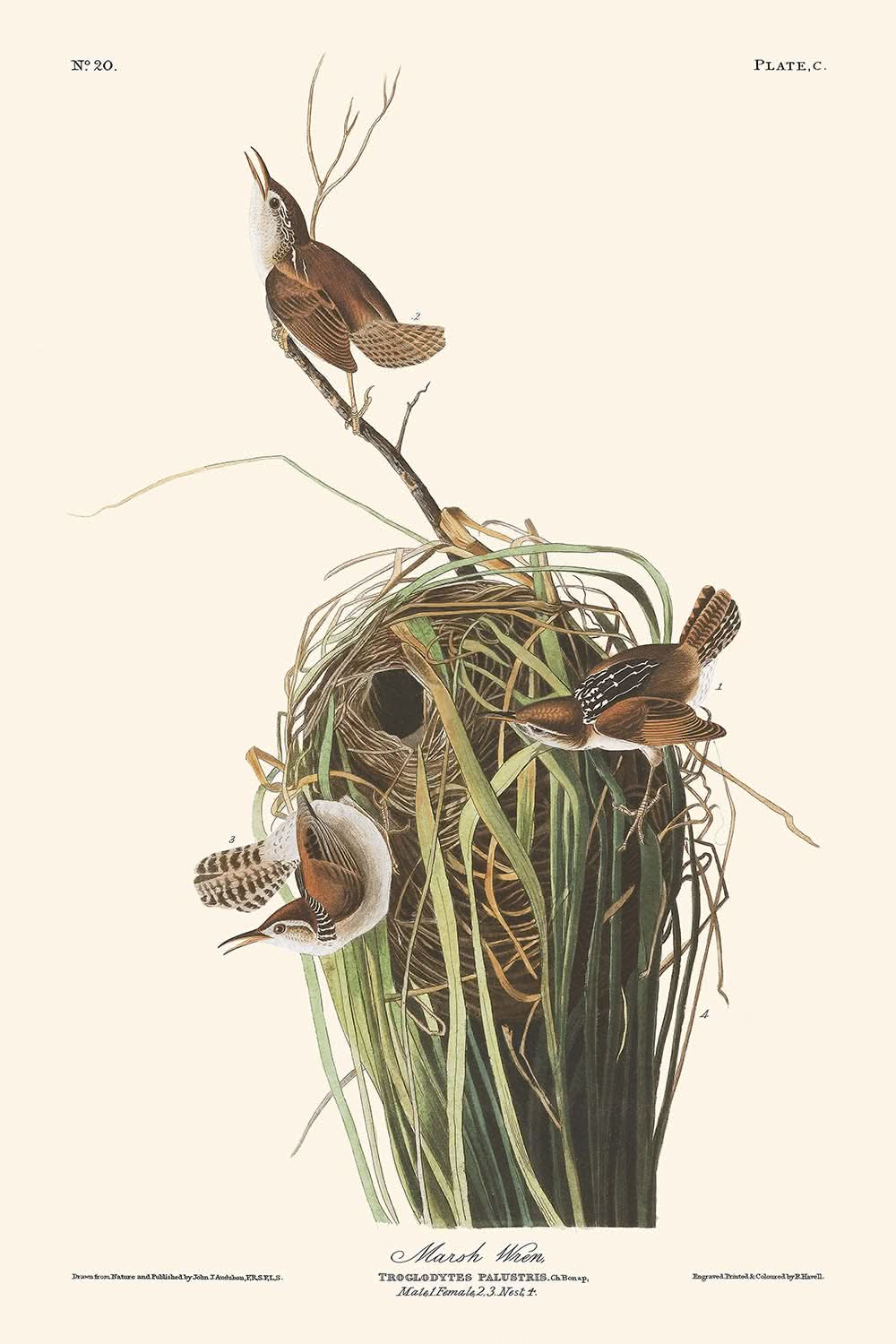 Marsh Wren by John James Audubon, 1827