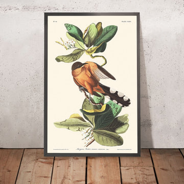 Le coucou des mangroves de John James Audubon, 1827