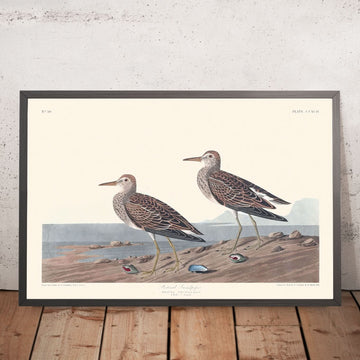 Pettorale Sandpiper di John James Audubon, 1827 