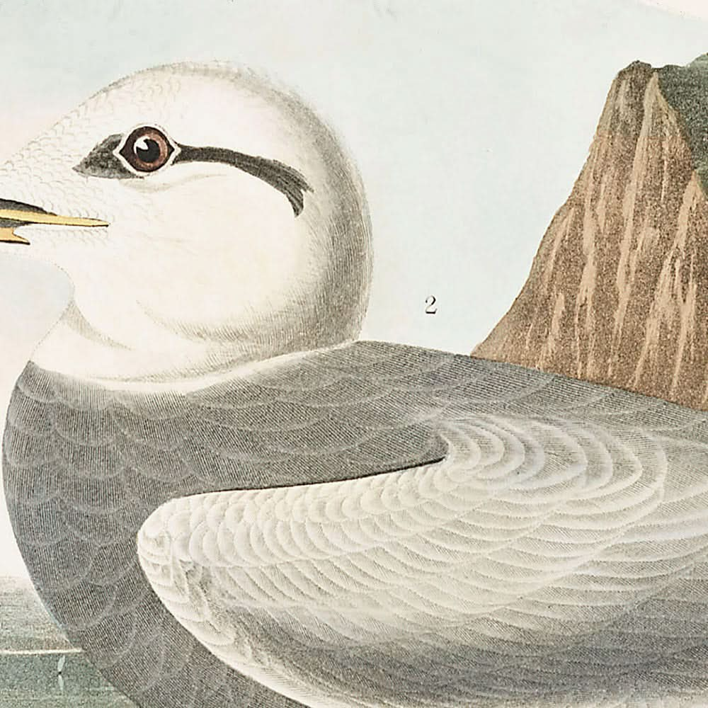 Charrán de Havell y charrán de Trudeau, de John James Audubon, 1827