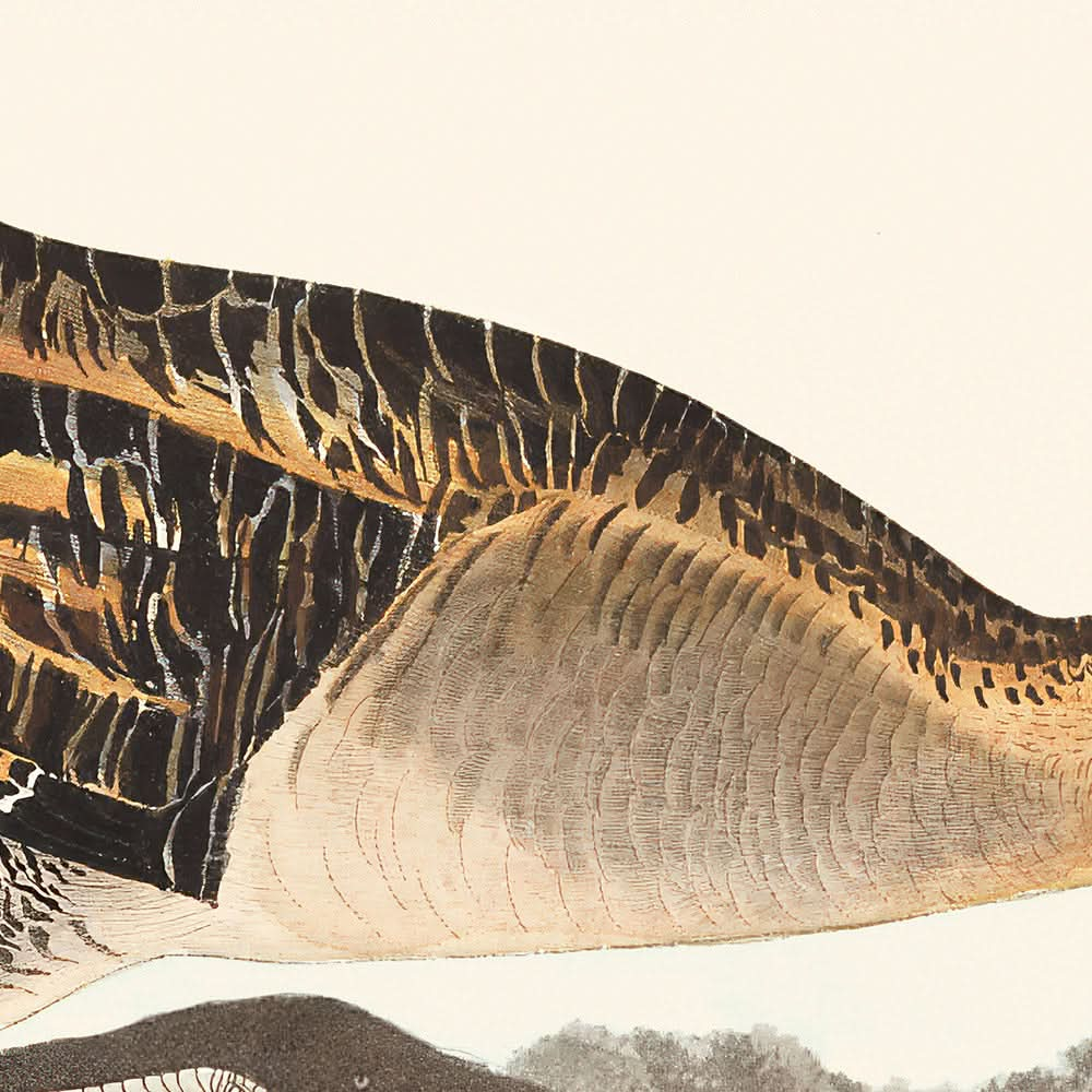 Gelbbrust-Reiher von John James Audubon, 1827 