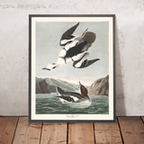 Smew oder Weiße Nonne von John James Audubon, 1827 