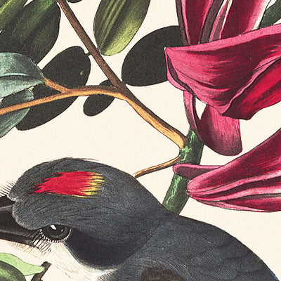 Papamoscas silbador, de John James Audubon, 1827