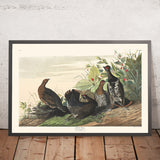 Spotted Grouse by John James Audubon 1827