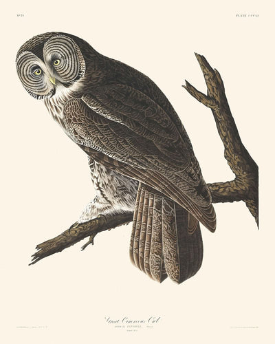 Búho negro gigante, de John James Audubon, 1827