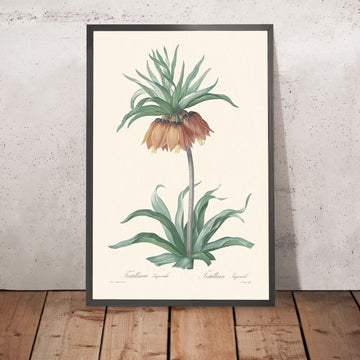 Fritillaria imperialis de Pierre-Joseph Redouté, 1802