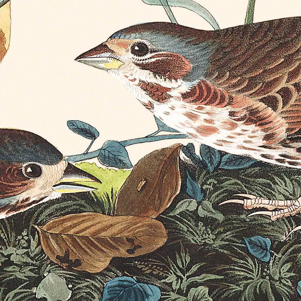 Moineau à bec rouge par John James Audubon, 1827