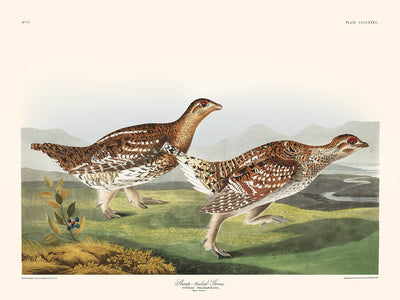 Sharp-tailed Grouse by John James Audubon, 1827