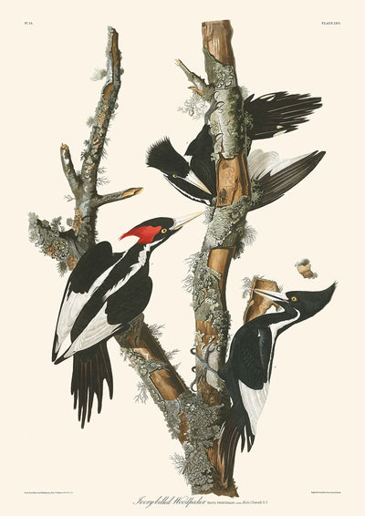 Elfenbeinspecht von John James Audubon, 1827