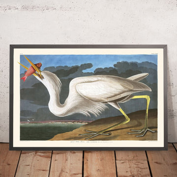 Großer Weißer Reiher von John James Audubon, 1827 