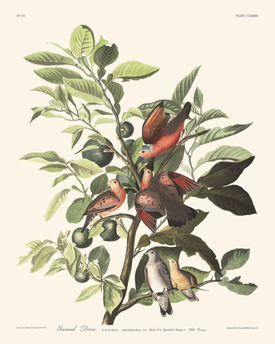 Paloma terrestre, placa n.° 182, de John James Audubon, 1827