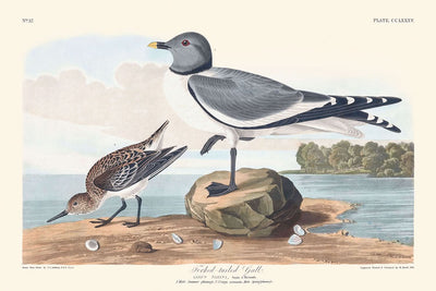 Fork-tailed Gull by John James Audubon, 1827