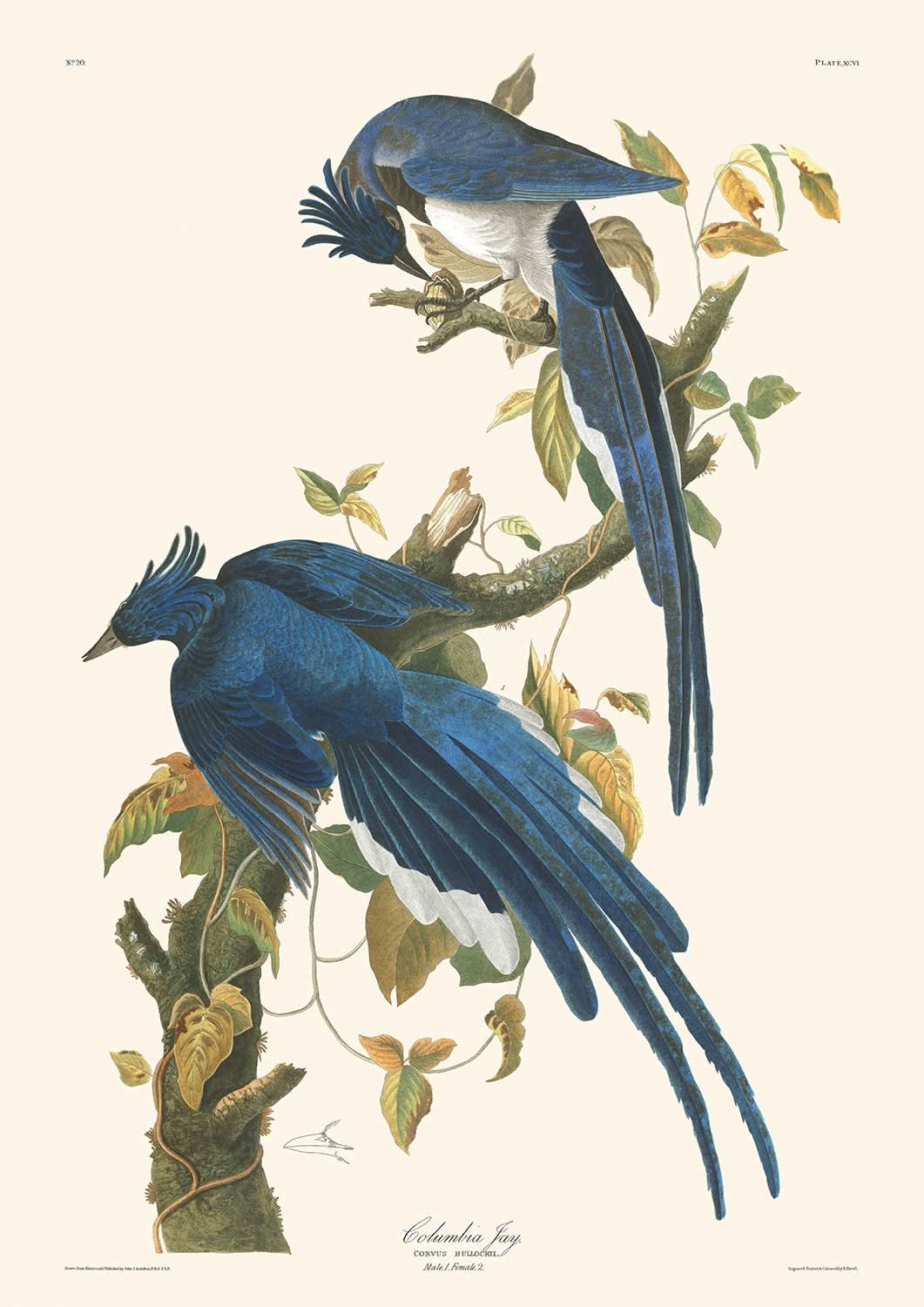 Columbia-Häher von John James Audubon, 1827