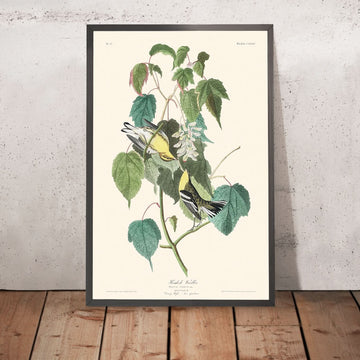 Hemlock Warbler by John James Audubon, 1827