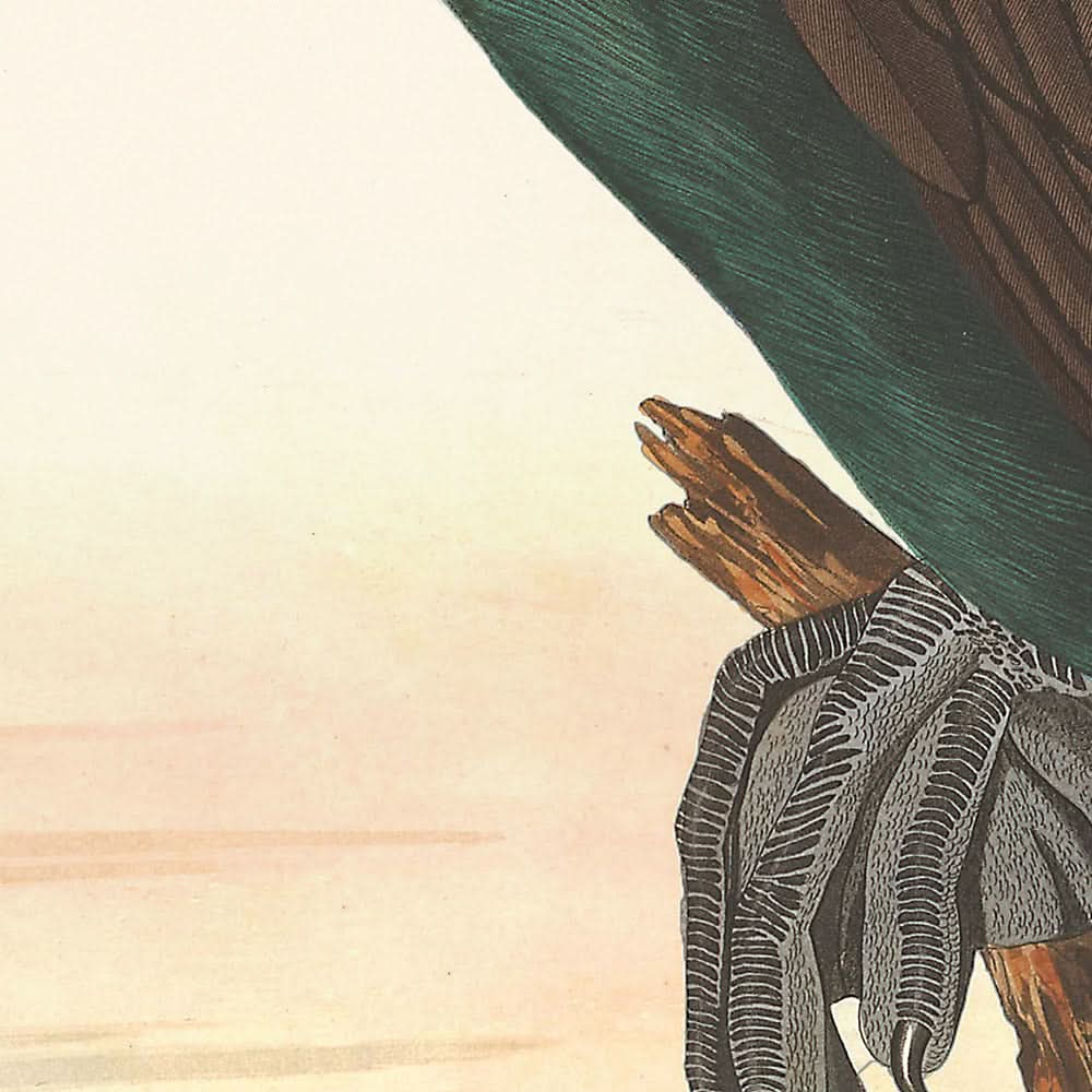 Cormoran de Floride par John James Audubon, 1827