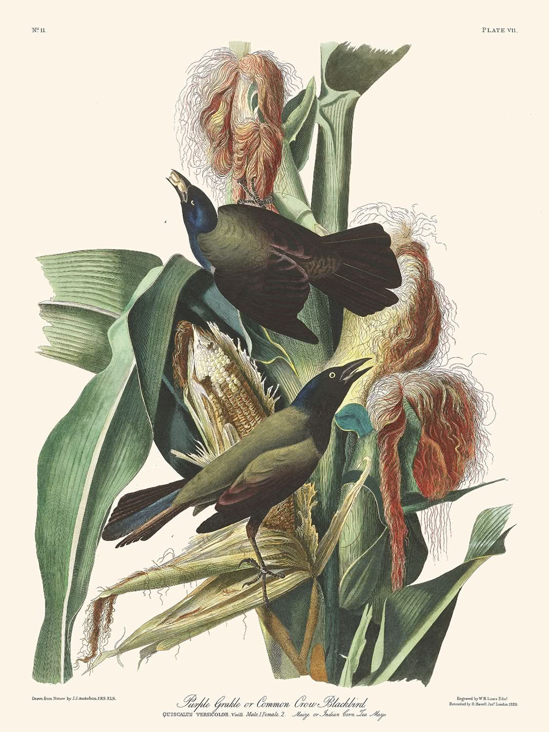 Purple Grakle or Common Crow Blackbird by John James Audubon, 1827