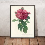 French Rose (Rosa gallica flore giganteo) by Pierre Joseph Redouté, 1817