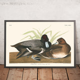 Anatra Scaup di John James Audubon 1827 