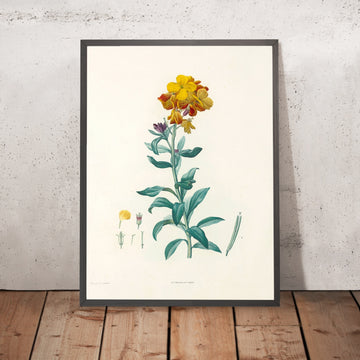 A framed image of Wallflower (Cheiranthus, Plate 8) by Pierre Joseph Redouté, 1805