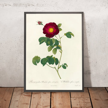 A framed image of Rosa gallica Maheka (Flore Subsimplici) by Pierre Joseph Redouté, 1817