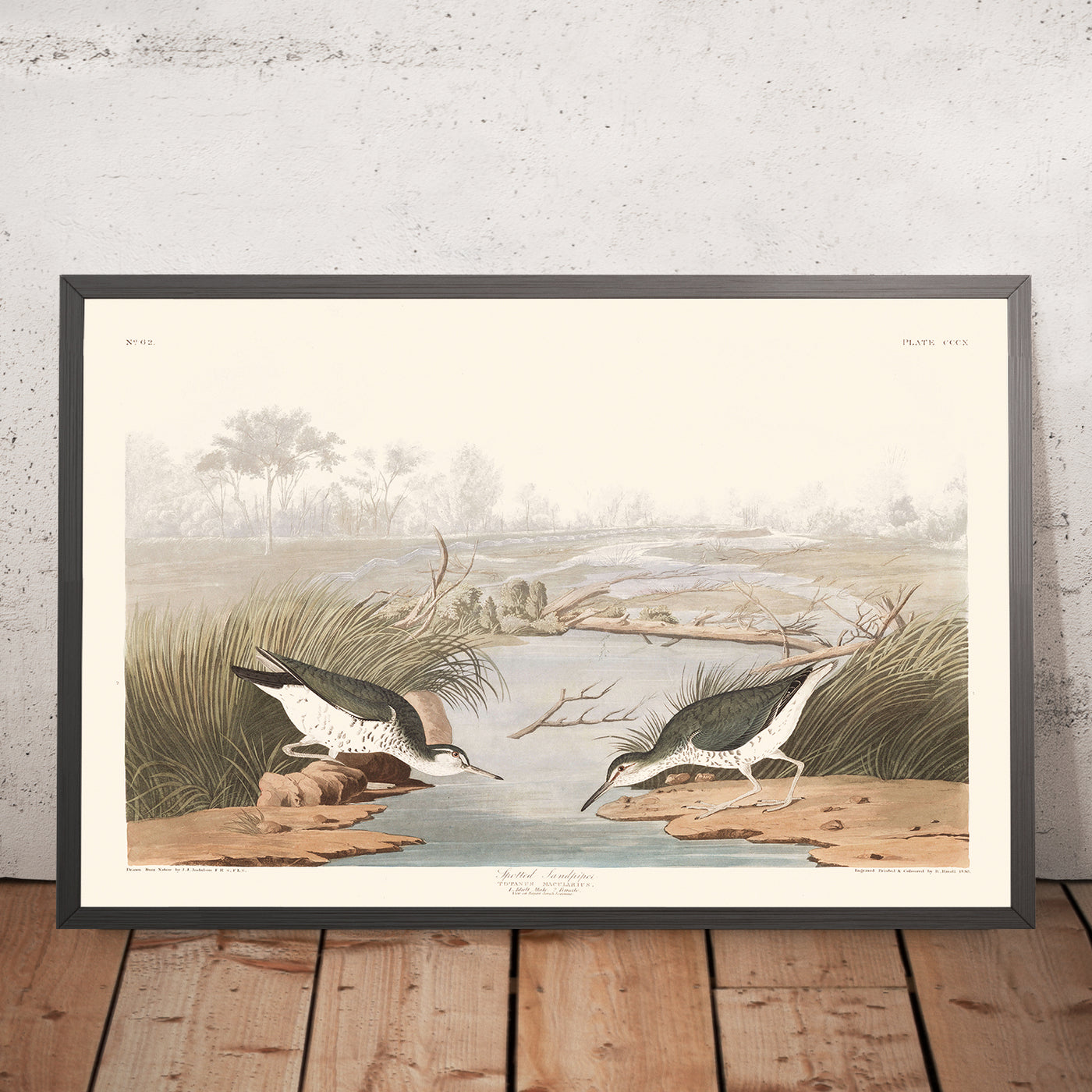 A framed image of Spotted Sandpiper by John James Audubon, 1827